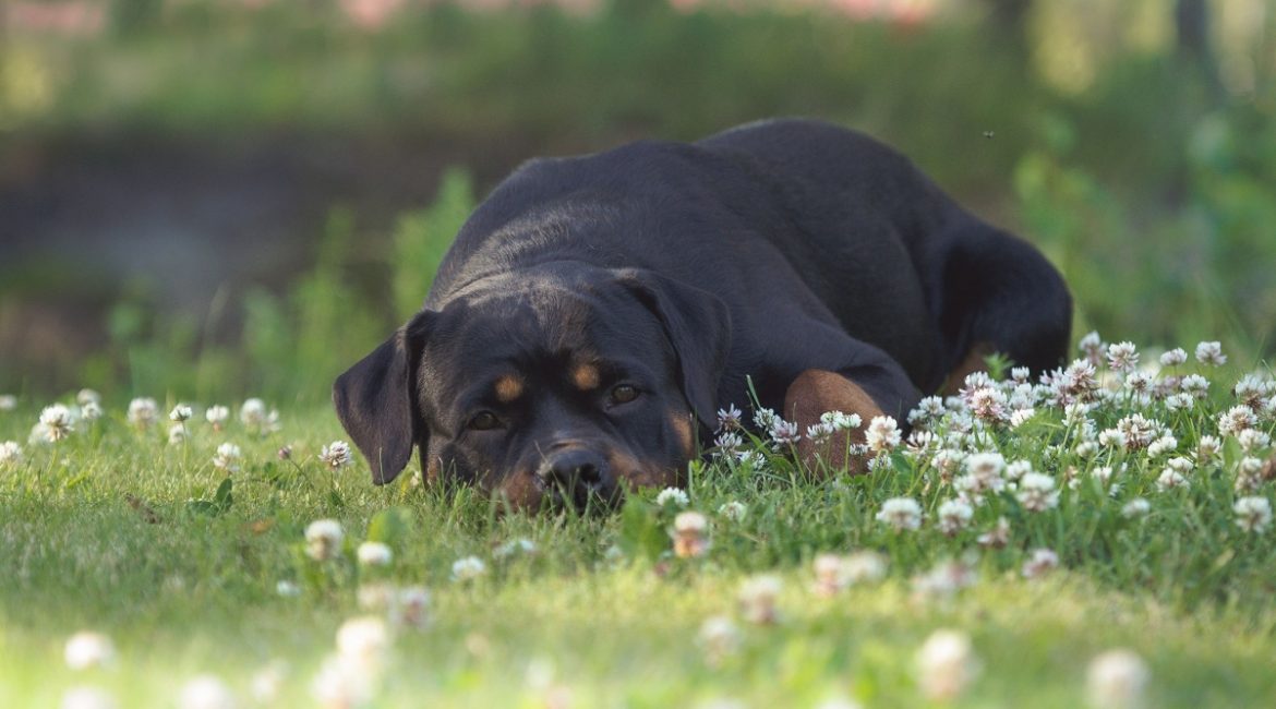 Ystävänä rottweiler