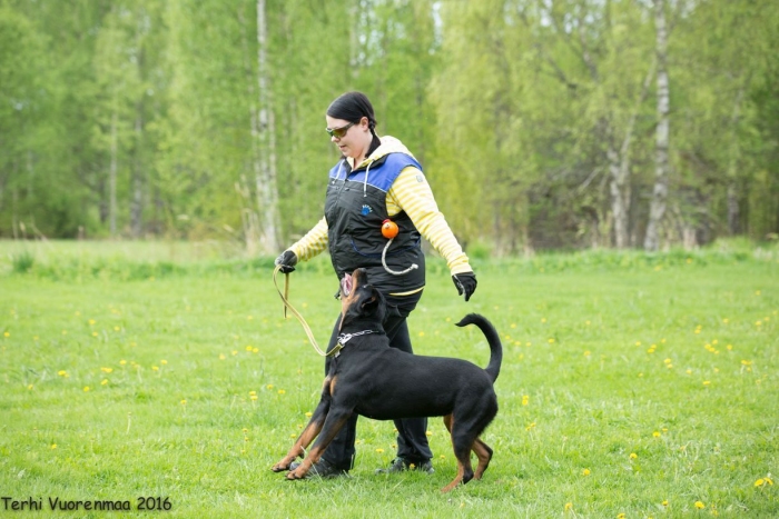 PK-tottelevaisuus