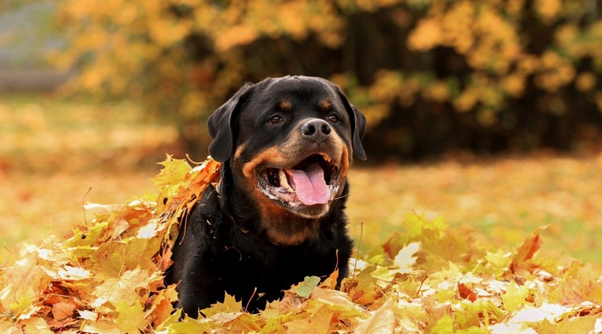 Perheessä rottweiler