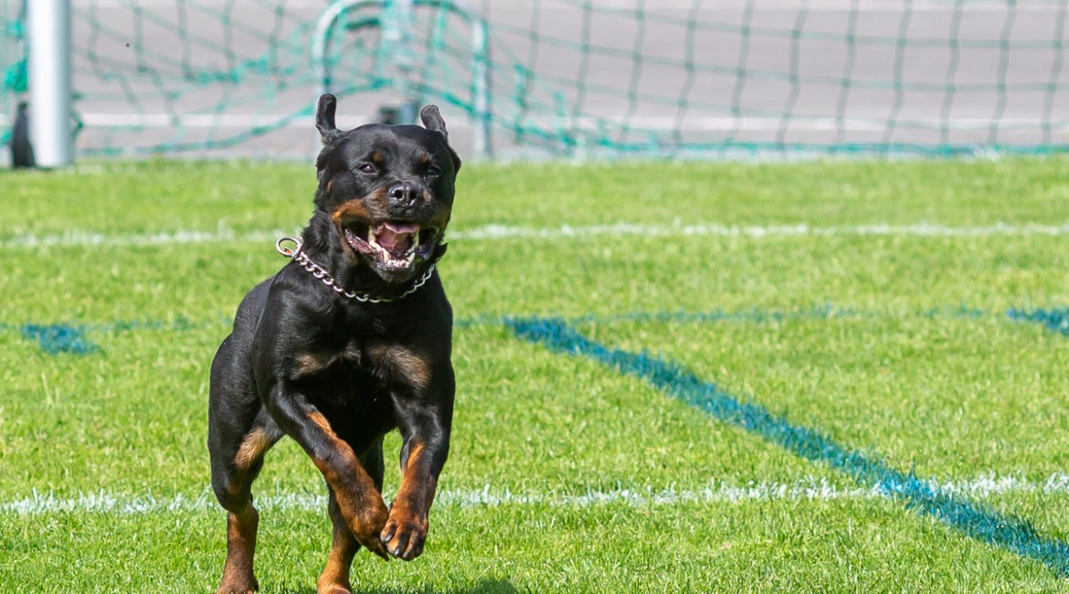 Monipuolinen rottweiler