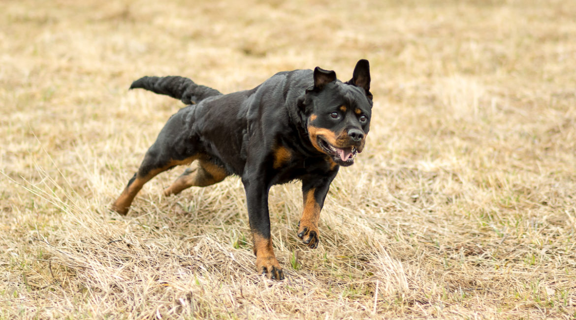 Liikunnallinen rottweiler