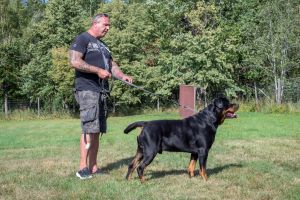 Admiral From Blackwater Rott