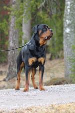 MUSTAN KONNUN NOUSEVA POLVI